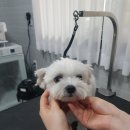 펫살롱케이 이미지