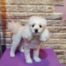 나나 펫 살롱 이미지