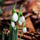 늦게 피는 꽃 이미지