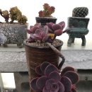 승아농장 이미지