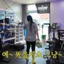 디엠엠 | 한국개백수일상 d+26