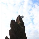 [울릉도여행] 통구미마을의 향나무에 취한 거북바위 이미지