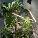 꽃집아재비 이미지