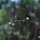 마리의 정원 이미지