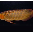 아로와나(arowana) 이미지