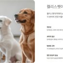 켈리스아트 이미지