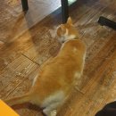 탄호프 | [남춘천역 2차 술집]추천 짬부돈호프 &amp;시실리 내 돈 내산 후기