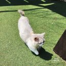영흥로 | 옹진 영흥도 고양이 쉼터 아이와함께 갈만한곳 고양이역카페 후기