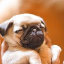 스윗드림 이미지