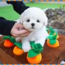 강아지분양 테디럽 이미지