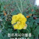 사랑초 콤프레시더블폼 이미지