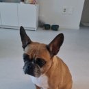 베러댕댕 이미지