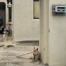 세븐일레븐 제주협재돌집점 | [제주도] 협재해수욕장 근처 리얼맛집 &#39;협재수우동&#39; 내돈내산 후기 / 협재수우동 주차장 웨이팅꿀팁