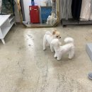 펫밀리쌀롱 이미지