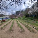 복숭아꽃 살구꽃 이미지