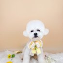 사르르몽몽 이미지