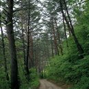 명성송이대게 이미지