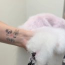 블루맘펫살롱 이미지