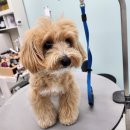 큐티하개_함 이미지