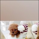 엘르샵