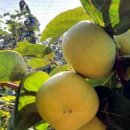 배감농장 이미지