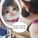 풍무치과 네이버블로그