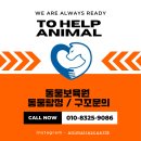 동물보육원 강원삼척지부 | [구조후기] 관악구 신림동 벽 속에 갇힌 아기 고양이 구조 작전 (대리석을 뚫고 만난 기적)