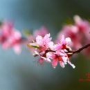 산유화