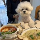 바비애견미용 | [동래 브런치 맛집] 주차장있는 느낌 좋은 온천천브런치카페 실내애견동반가능한 ‘씨즐 온천천’