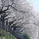 개금2동-1 | [부산 벚꽃 여행] 부산 개금동 벚꽃길 명당 추천