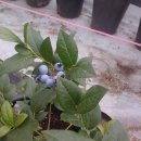 고일농장 이미지