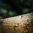 개미통나무 이미지