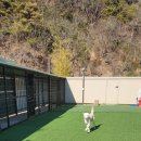 대구애견스쿨 이미지