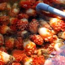 장승포유람선터미널 이미지