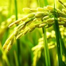 쌀 뭐 살까 고민? 밥맛 보장 삼광미 추천!
