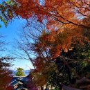 단풍스테이 이미지