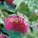 승우농원 이미지