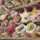 로맨스 다육 이미지