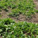 이인수 농장 이미지