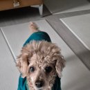 이웃집 동물병원 이미지