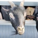 흑염소목장 이미지