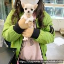 ✎ (분양 완료) 안산강아지분양 에서 단모치와와 로지가 가정으로