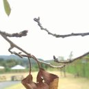 솔하루