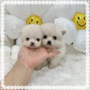 이탈리안그레이하운드분양 이탈리안그레이하운드무료분양 이탈리안그레이하운드책임분양 강아지분양 이미지