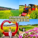 개화1리마을회관 | 강원도 삼척 맹방유채꽃축제 날짜 주차 실시간 개화 총정리