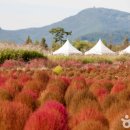 낙동강남지유채마을협동조합 | [경상남도 의령군] 호국의병의숲친수공원