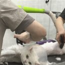 쥬디캣(Judy Cat) | 고양이 무마취미용 쥬디캣