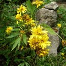 합천이모 이미지