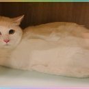 컴투펫 위탁보호센터 이미지