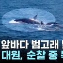 거제 고현 앞바다 범고래 출현 이미지